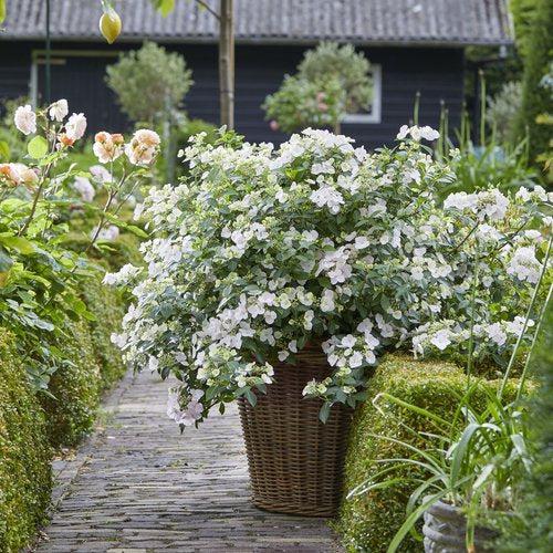 Hydrangea x ‘Fairytrail Bride'  - Fairytrail Bride® Cascade Hydrangea