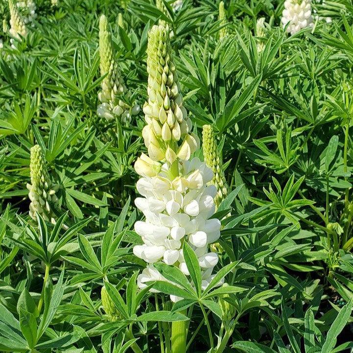 Lupinus polyphyllus 'Lupini White Shades'  - Lupini White Shades Lupine