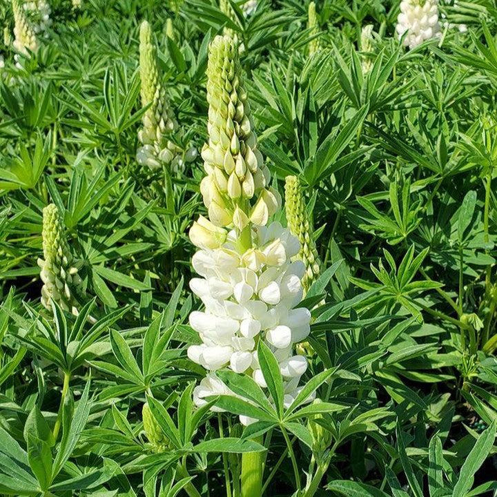 Lupinus polyphyllus 'Lupini White Shades'  - Lupini White Shades Lupine