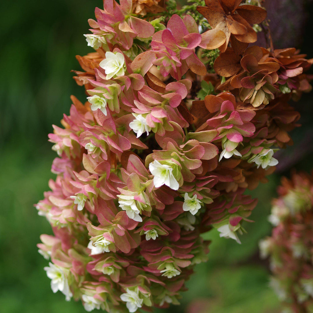 Hydrangea quercifolia 'Snowcicle'  - Snowcicle Hydrangea
