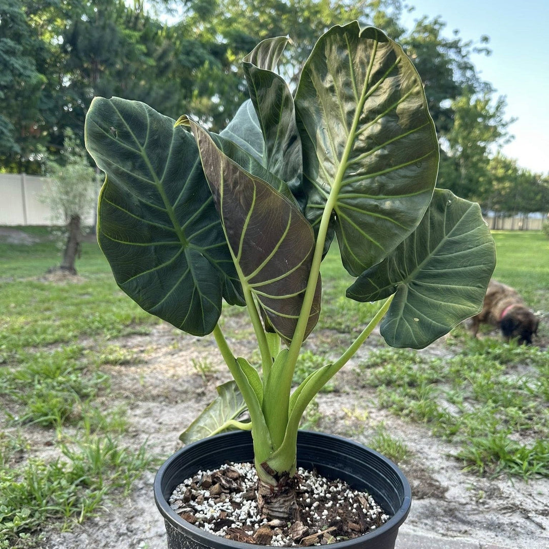 Alocasia 'Regal Shield'  - Regal Shield Alocasia