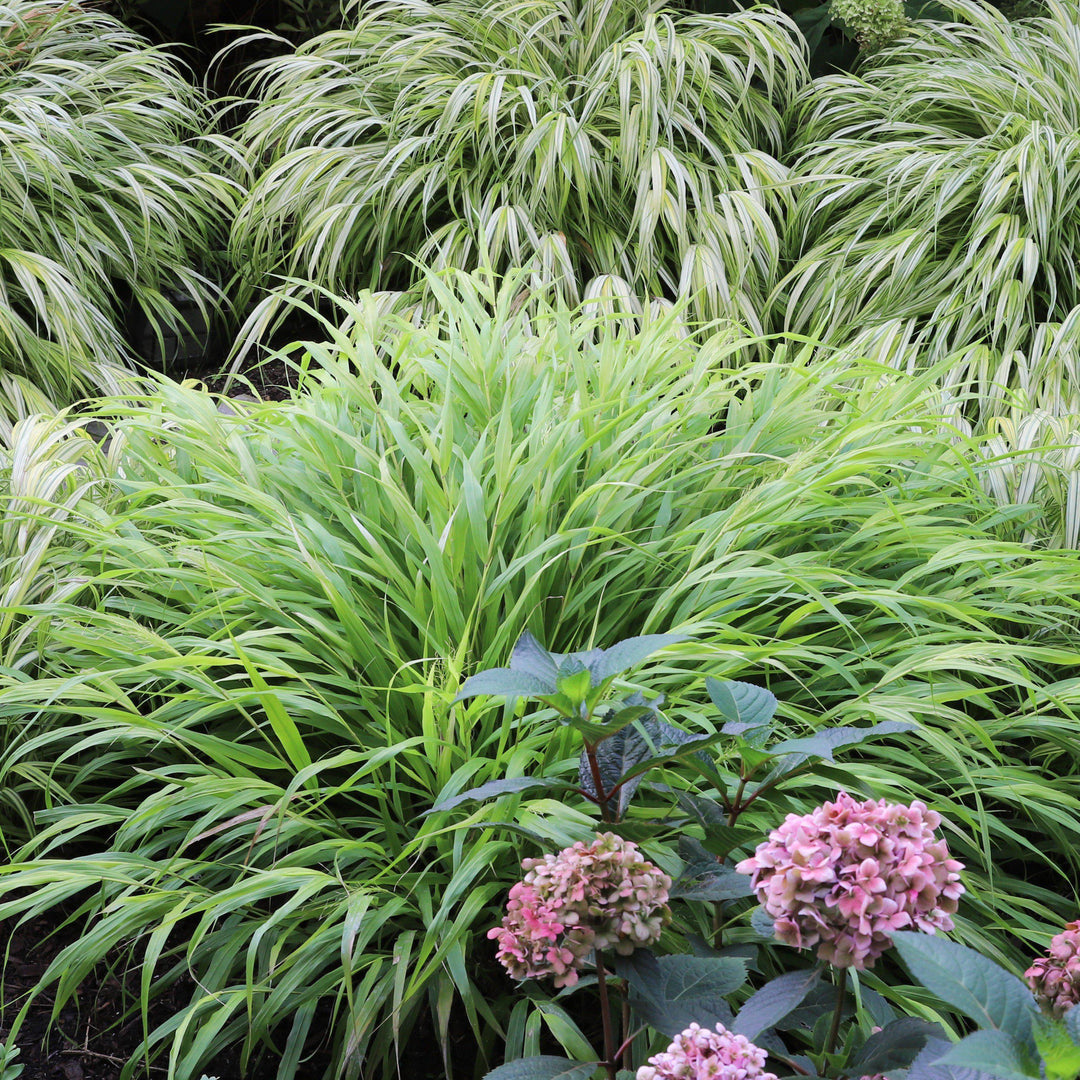 Hakonechloa macra  - Japanese Forest Grass, Hakone Grass