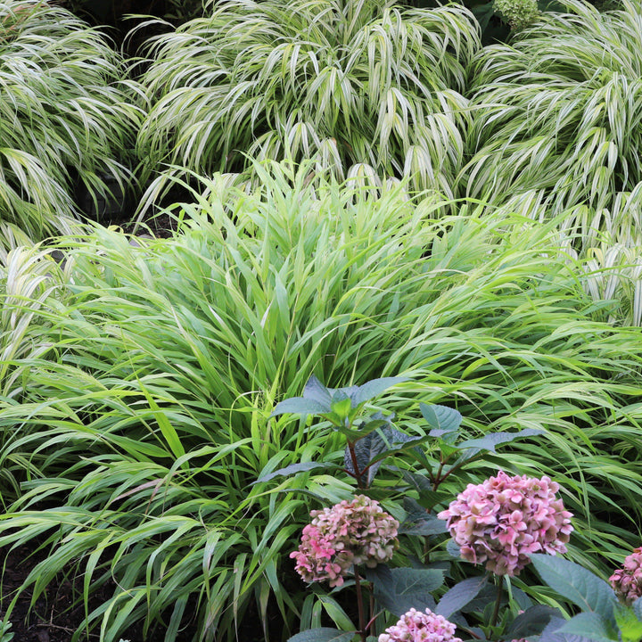 Hakonechloa macra  - Japanese Forest Grass, Hakone Grass