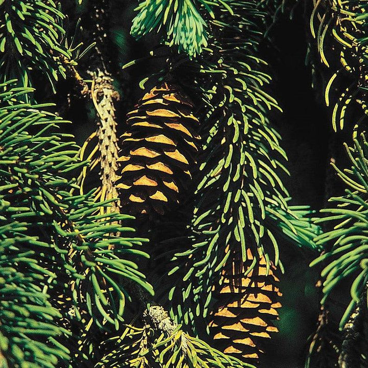 Picea glauca var. densata  - Black Hills Spruce