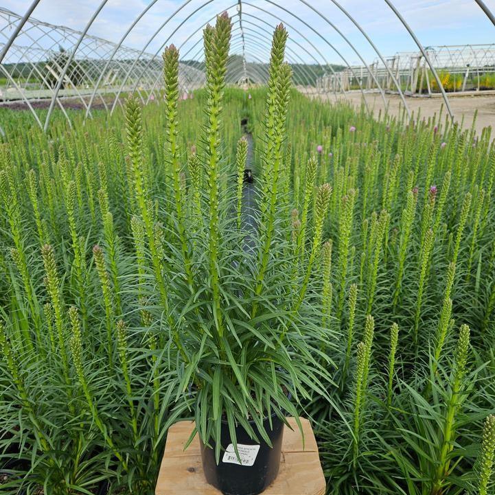 Liatris spicata 'Kobold Original'  - Kobold Original Blazing Star