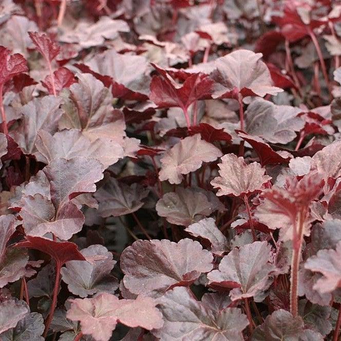 Heuchera x 'Plum Pudding'  - Plum Pudding Coral Bells, Heuchera
