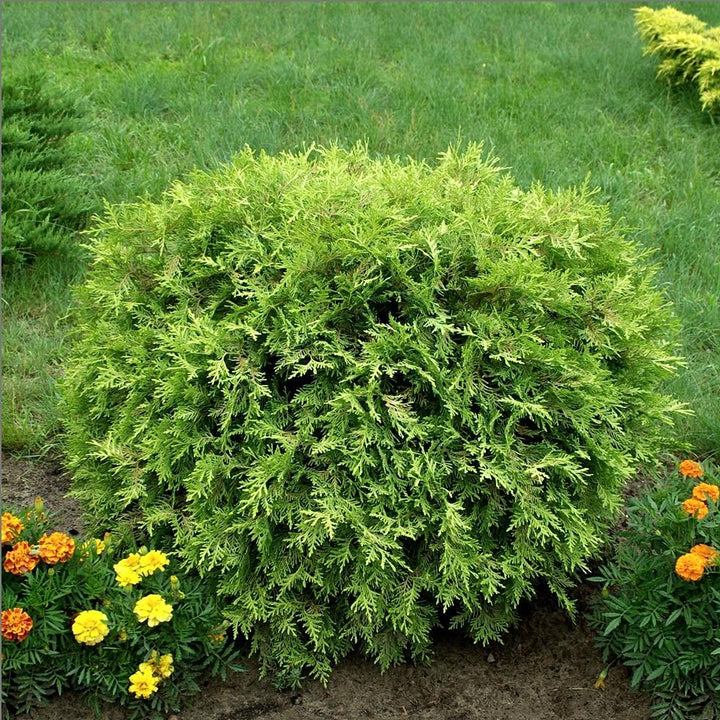 Thuja occidentalis 'Globosa Aurea'  - Golden Globe Arborvitae