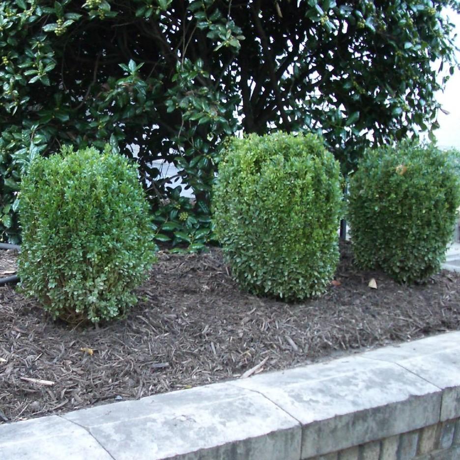 Buxus ‘SB300’ PP32421  - NewGen™ Freedom® Boxwood