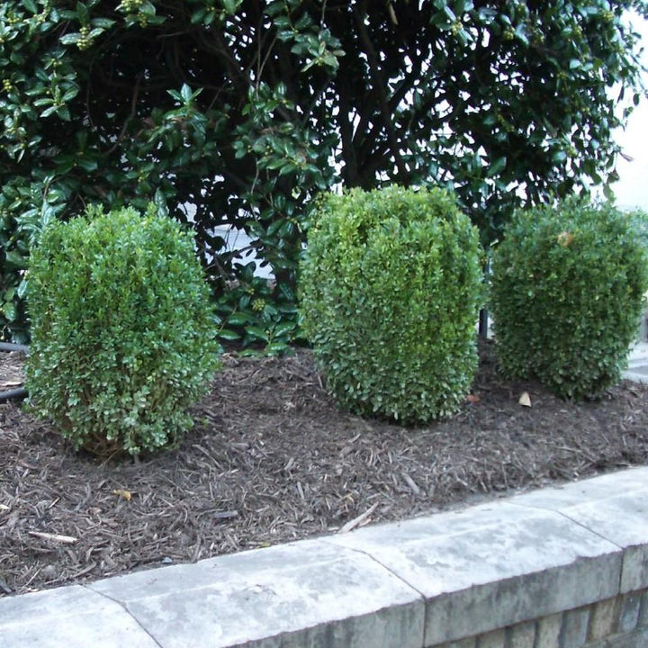 Buxus ‘SB300’ PP32421  - NewGen™ Freedom® Boxwood