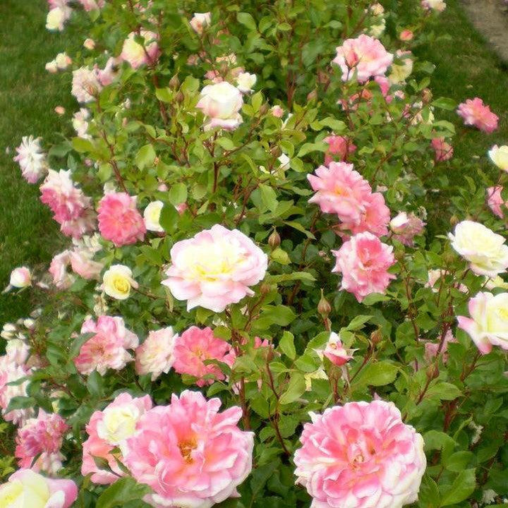 Rosa 'BAIbox'  - Easy Elegance® Music Box Rose