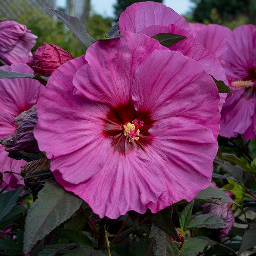 Hibiscus 'Berry Awesome' PP27936  - Summerific® Berry Awesome Hibiscus