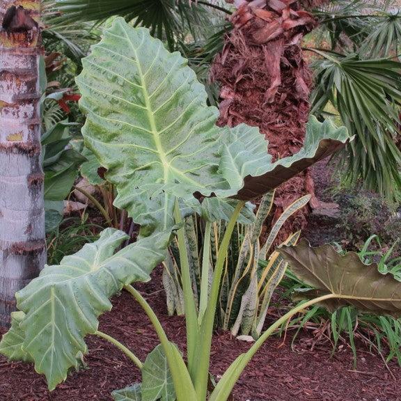 Alocasia 'Mayan Mask'  - Masquerade™ Mayan Mask Alocasia