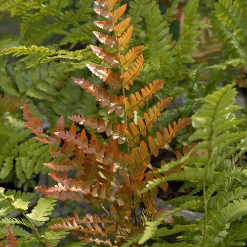Dryopteris erythrosora 'Brilliance'  - Brilliance Autumn Fern