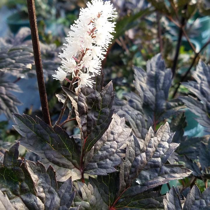 Actaea simplex 'Hillside Black Beauty'  - Hillside Black Beauty Bugbane