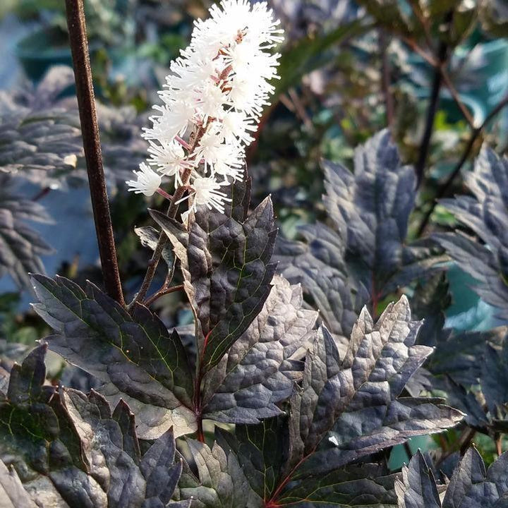 Actaea simplex 'Hillside Black Beauty'  - Hillside Black Beauty Bugbane