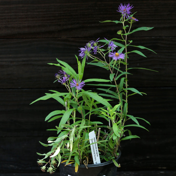 Aster novae-angliae  - New England Aster