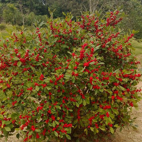 Ilex verticillata 'NCIV1'  - Little Goblin® Red Winterberry