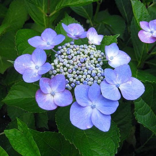Hydrangea macrophylla 'Bailmacsix'  - Endless Summer® Pop Star® Hydrangea