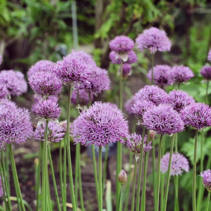 Allium ‘Pinball Wizard’  - Pinball Wizard Ornamental Onion