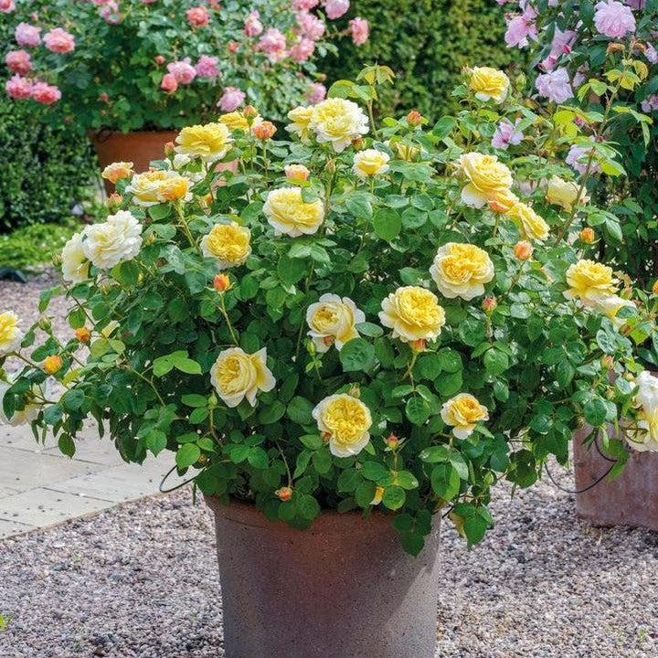Rosa 'Auspeet'  - Charles Darwin® Rose