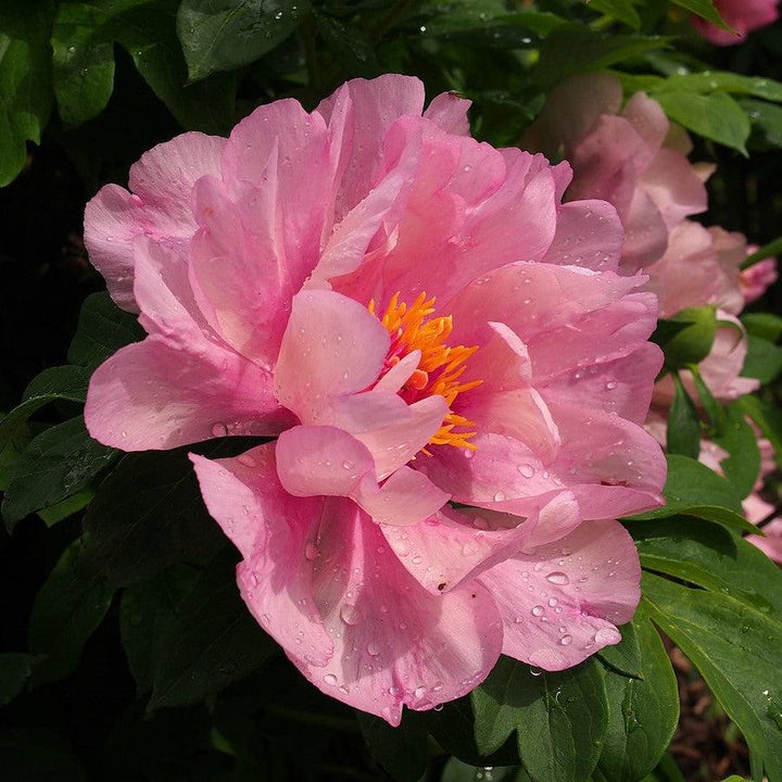 Paeonia 'First Arrival'  - First Arrival Itoh Peony