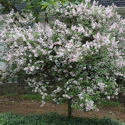 Syringa meyeri 'Palibin'  - Dwarf Korean Lilac