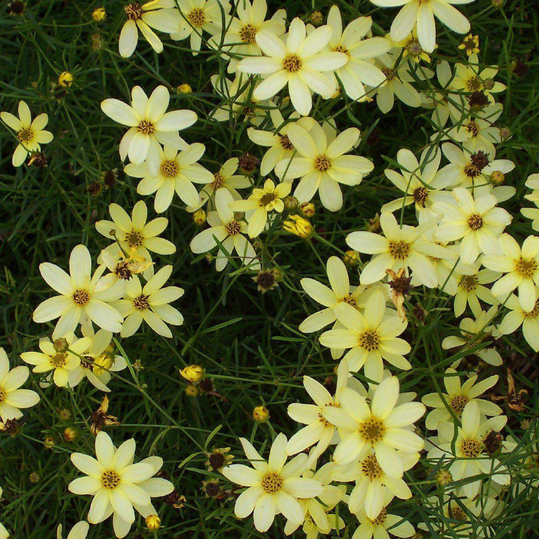 Coreopsis verticillata 'Moonbeam'  - Moonbeam Threadleaf Coreopsis
