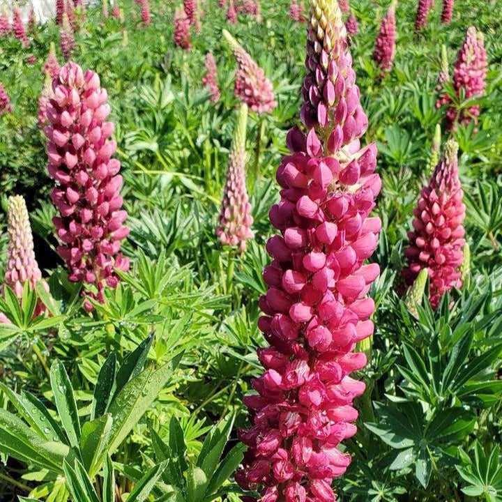Lupinus 'Gallery Red'   - Gallery Red Lupine