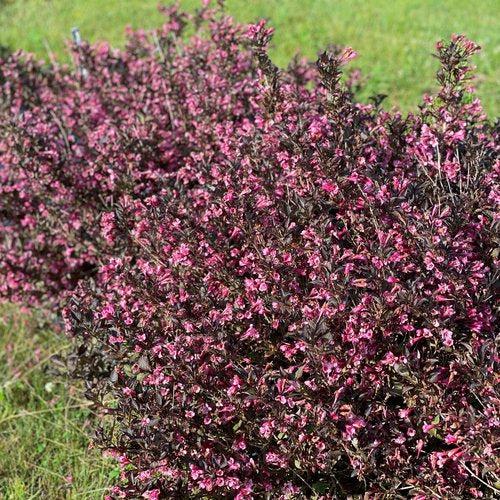 Weigela florida 'SMNWFDFPD'  - Very Fine Wine® Weigela