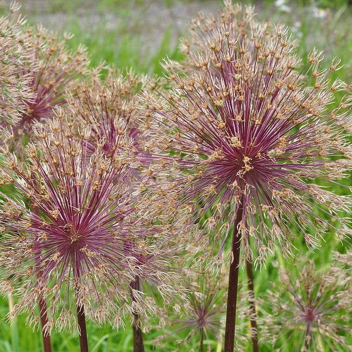 Allium 'Globemaster'  - Globemaster Ornamental Onion