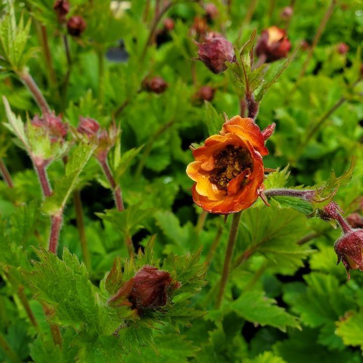 Geum x 'TNGEUTO'  - Tempo™ Orange Avens