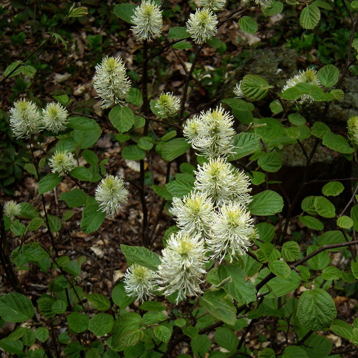 Fothergilla major  - Mountain Witch-alder, Tall Fothergilla