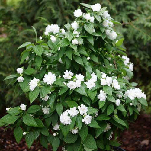 Philadelphus coronarius 'SMNPSDW'  - Illuminati Spice® Mockorange