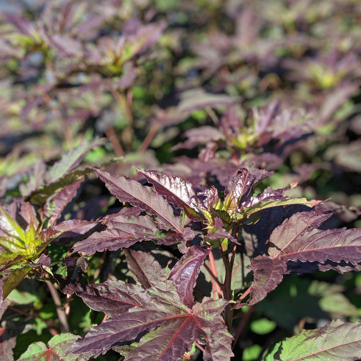 Hibiscus 'Midnight Marvel'  - Midnight Marvel Red Leaf Hibiscus