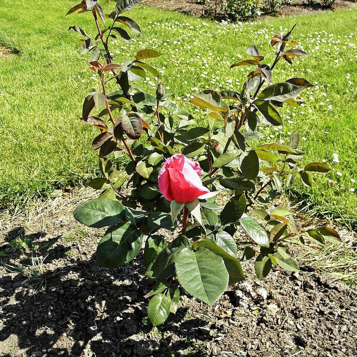 Rosa 'First Prize'  - First Prize Rose