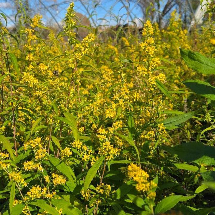 Solidago rugosa  - Rough Goldenrod