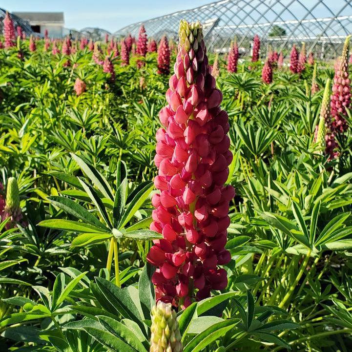 Lupinus 'Gallery Red'   - Gallery Red Lupine