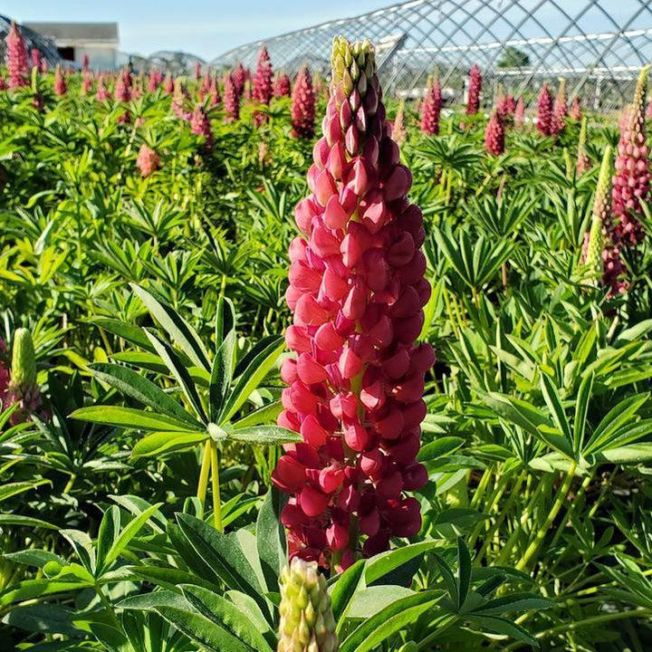 Lupinus 'Gallery Red'   - Gallery Red Lupine