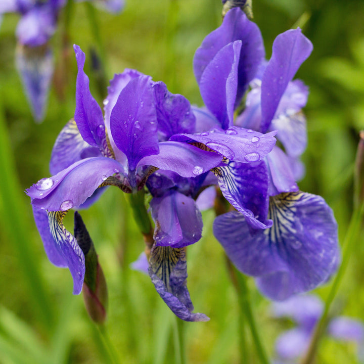 Iris sibirica 'Ruffled Velvet'  - Ruffled Velvet Siberian Iris
