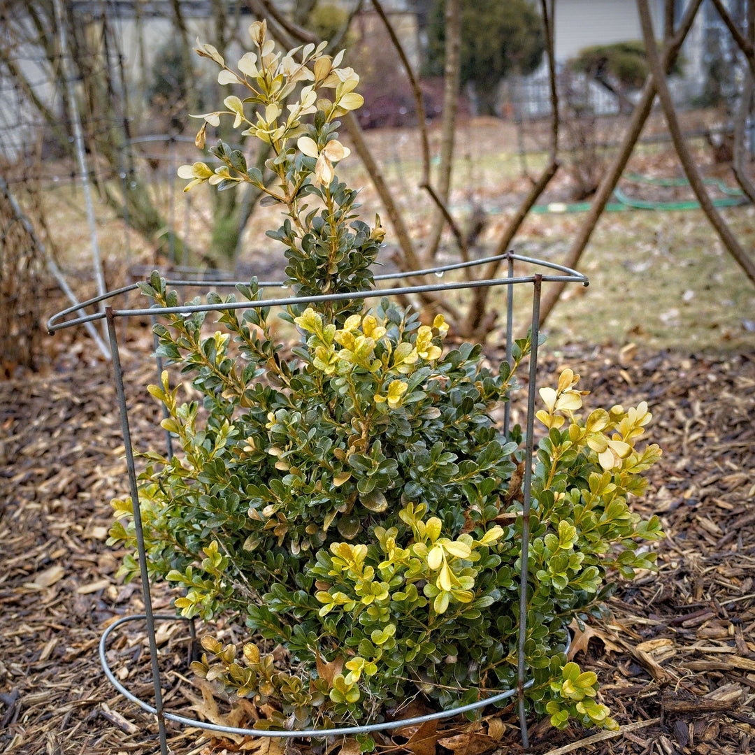Buxus microphylla var. japonica 'Green Beauty'  - Green Beauty Boxwood