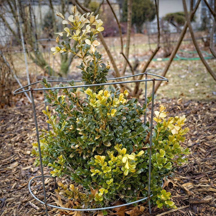 Buxus microphylla var. japonica 'Green Beauty'  - Green Beauty Boxwood