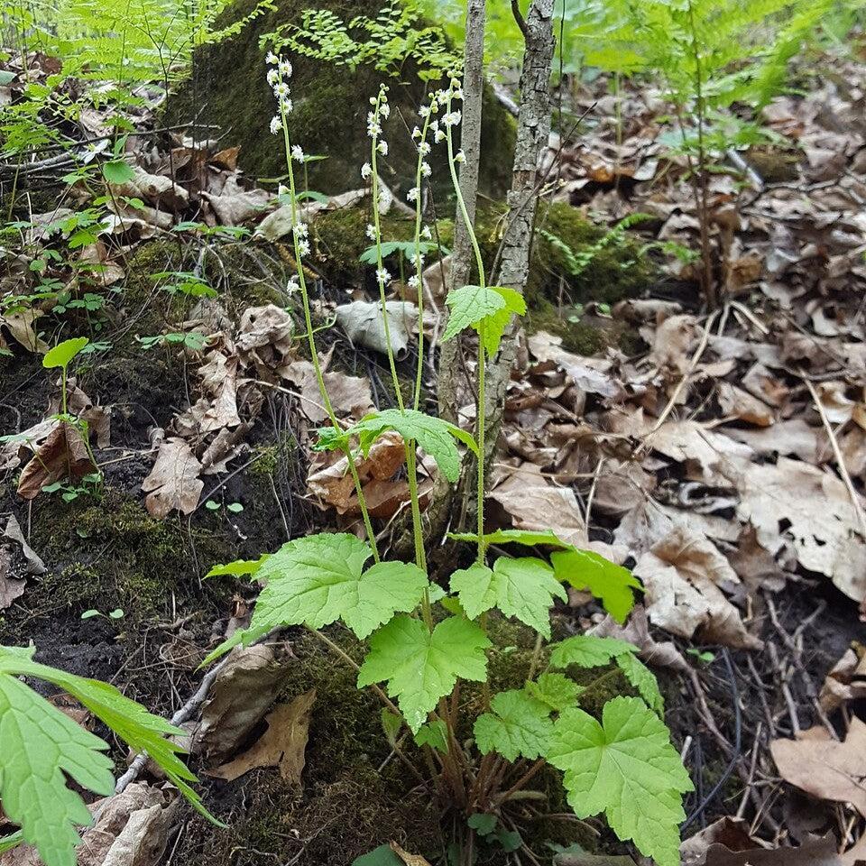Mitella diphylla  - Brewer's Cap