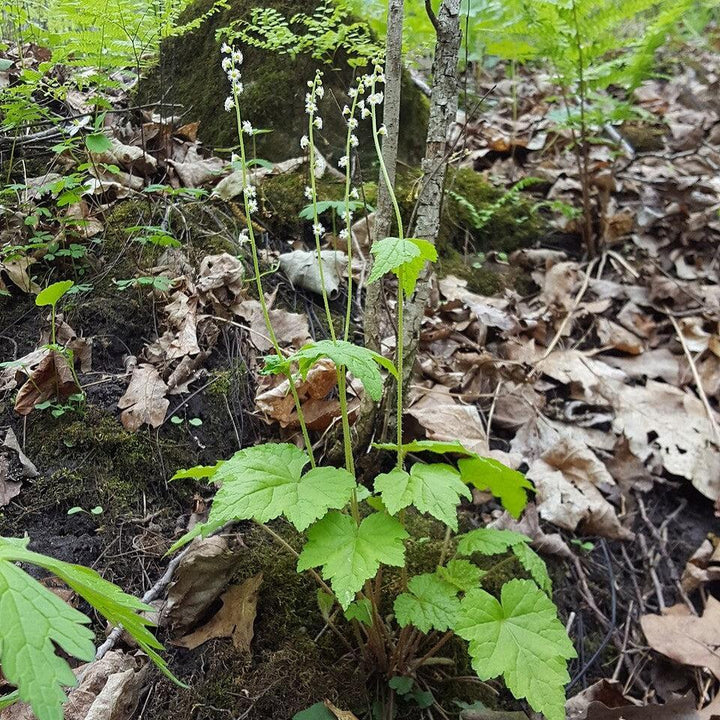 Mitella diphylla  - Brewer's Cap