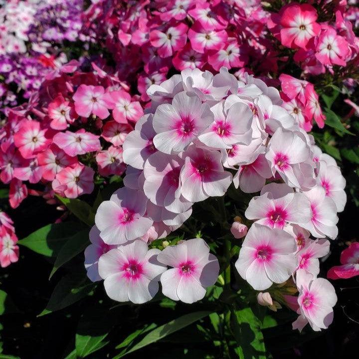 Phlox paniculata 'Volcano Melody'  - Volcano® Melody Phlox