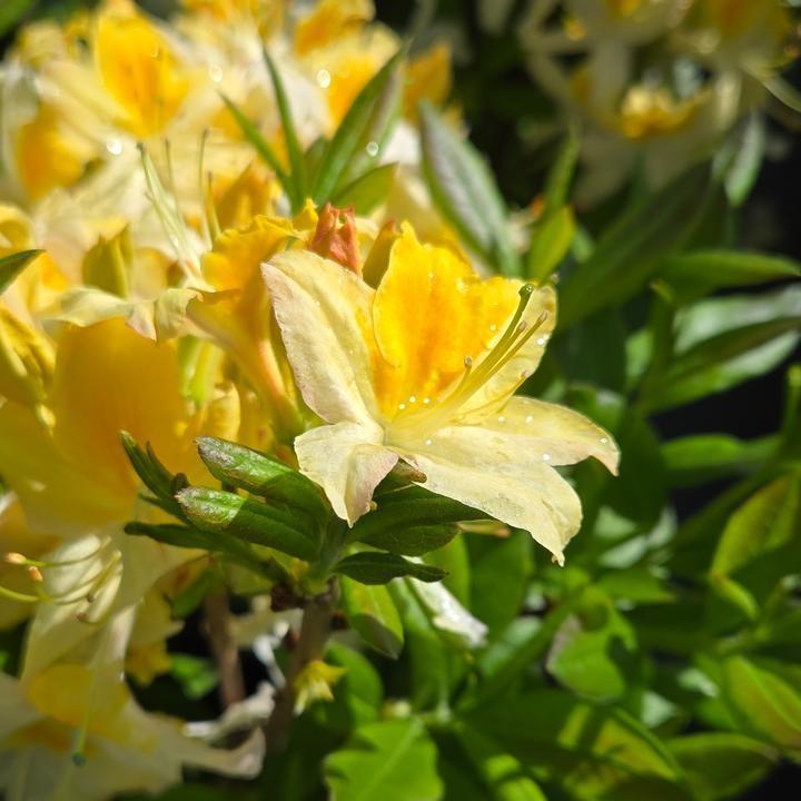 Rhododendron 'Northern Hi-Lights'  - Northern Hi-Lights Azalea
