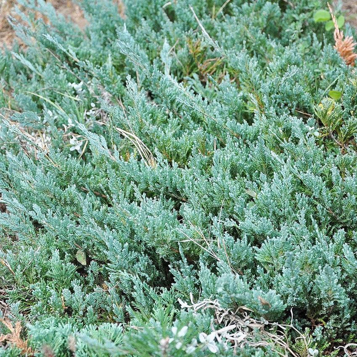 Juniperus horizontalis 'Monber'  - Icee Blue® Juniper