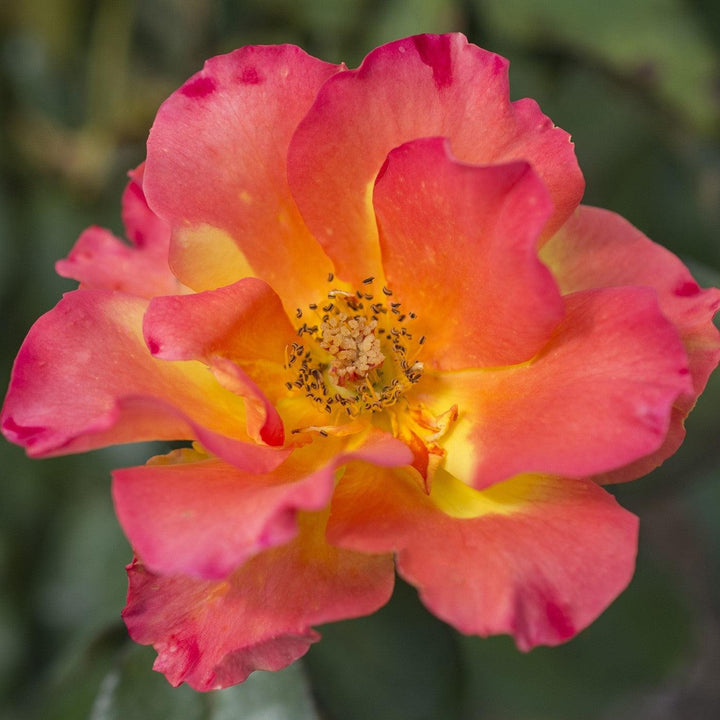 Rosa 'Meisistoma'  - Sunset Horizon™ Rose