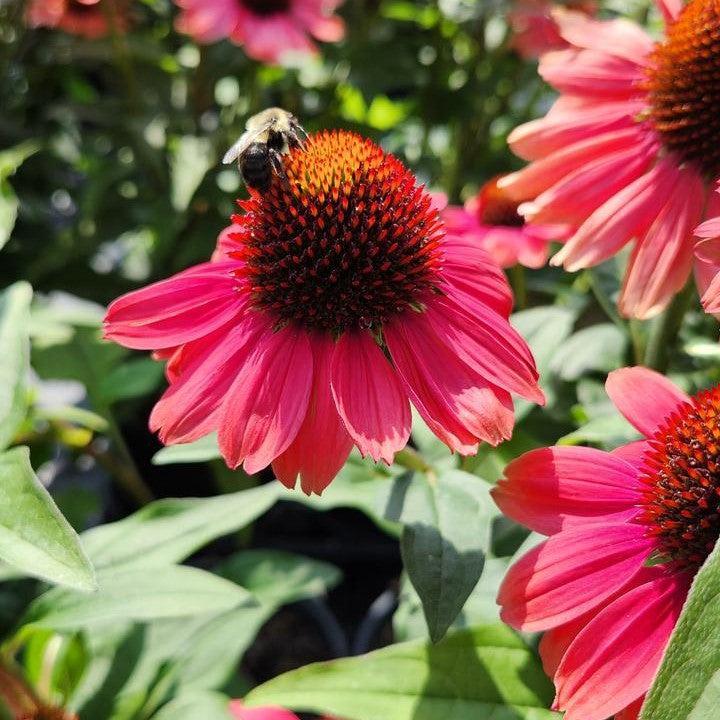 Echinacea purpurea 'Tanager'  - Eye-catcher™ Tanager Echinacea