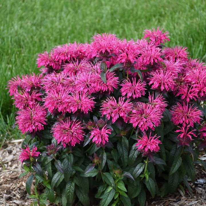 Monarda 'Berry Taffy' PP34715  - Sugar Buzz® Berry Taffy Bee Balm
