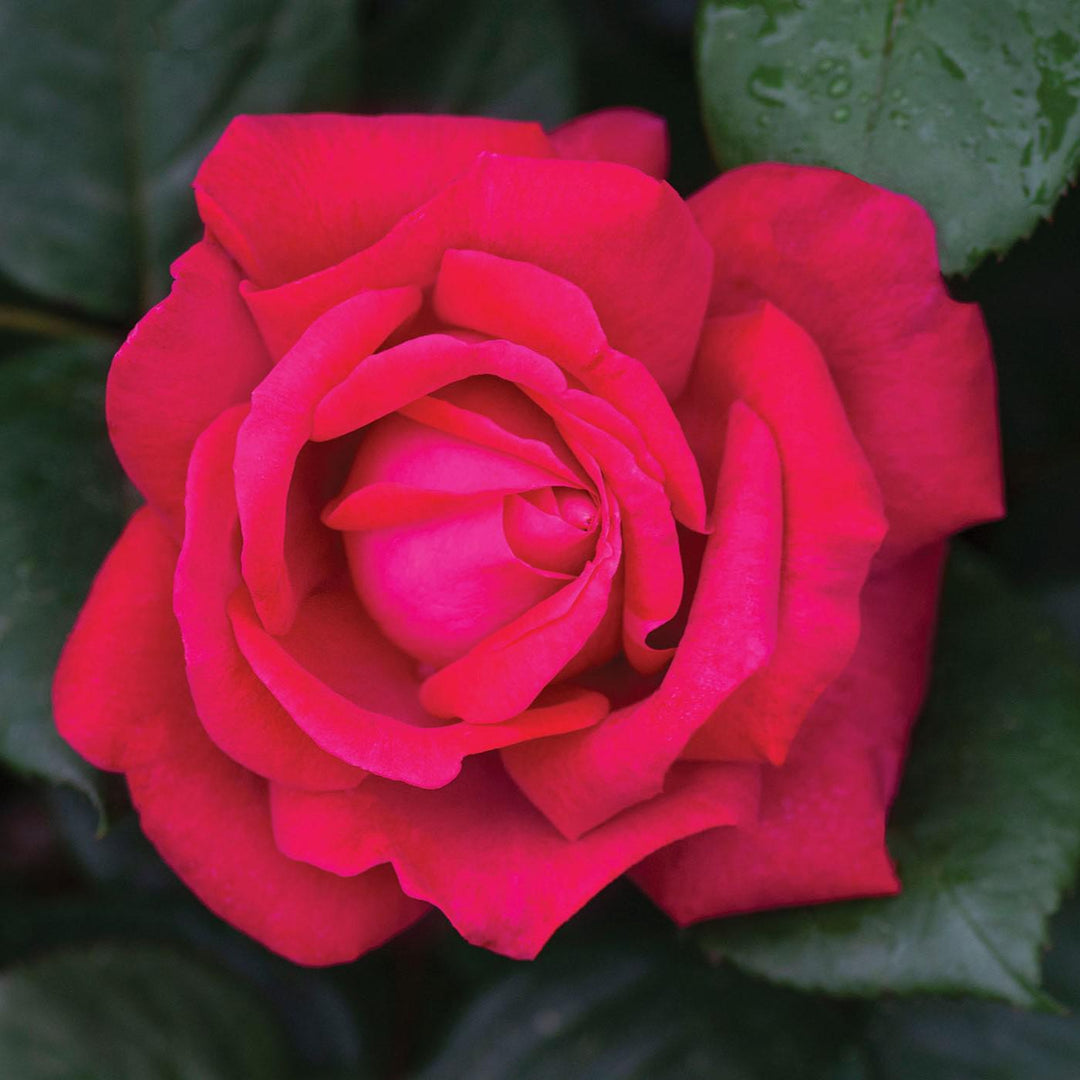 Rosa 'Meithatie' PP 30,860  - Bloomables® Sweet Spirit™ Rose
